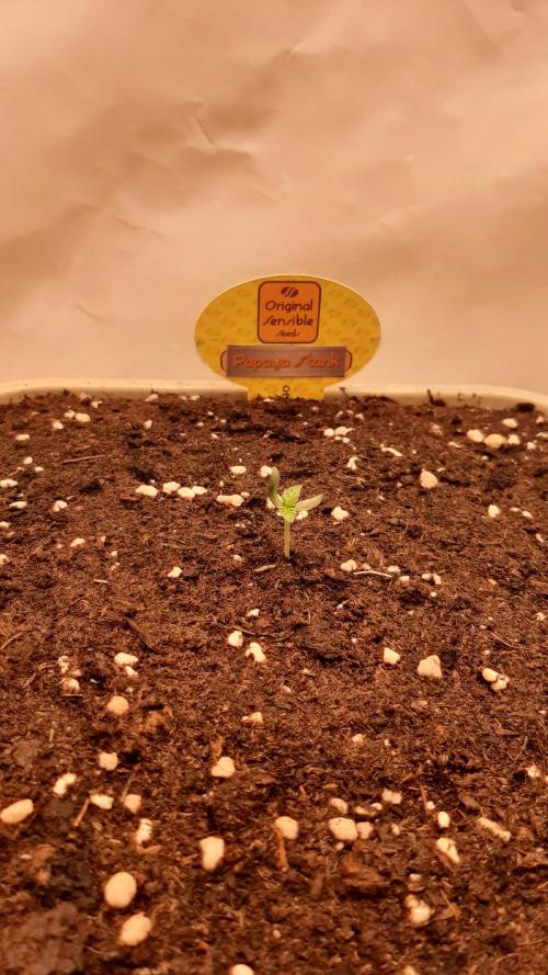 Papaya Stank - Sensible Seeds💚😋. Week 1 - Mittwoch🌱🌱