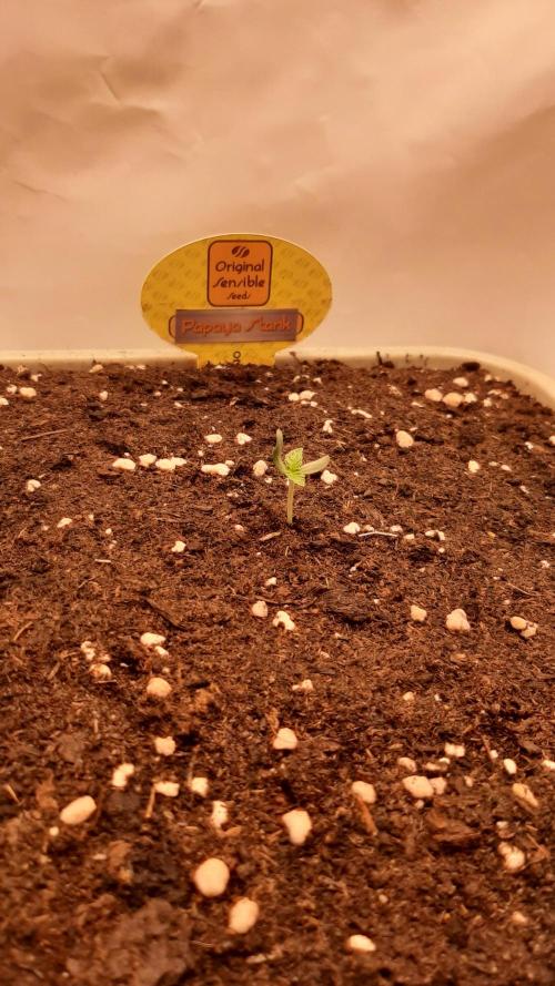 Papaya Stank - Sensible Seeds💚😋. Week 1 - Donnerstag🌱🌱