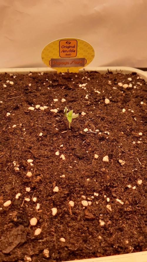 Papaya Stank - Sensible Seeds💚😋. Week 1 - Freitag🌱🌱