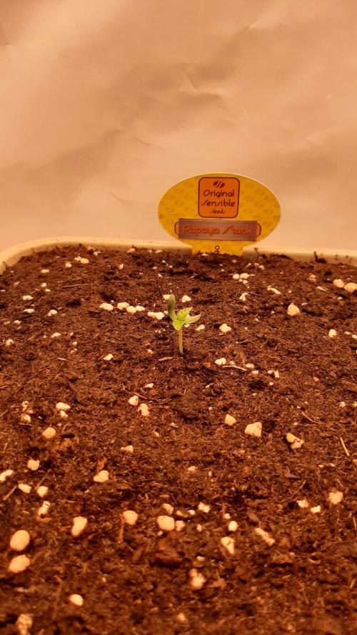 Papaya Stank - Sensible Seeds💚😋. Week 1 - Samstag🌱🌱