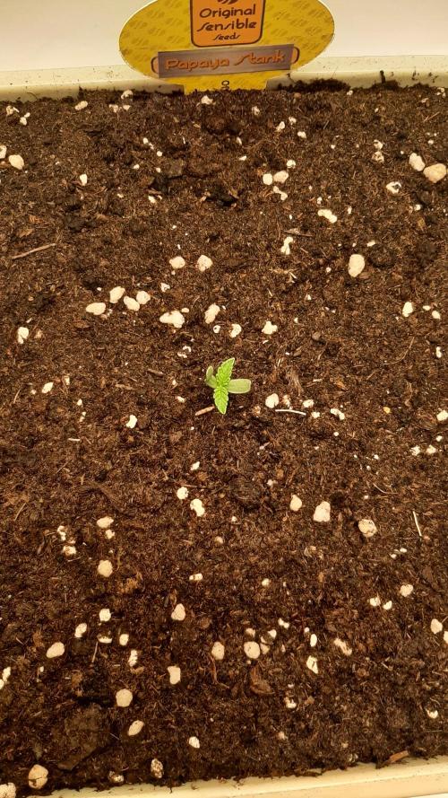 Papaya Stank - Sensible Seeds💚😋. Week 1 - Sonntag🌱🌱