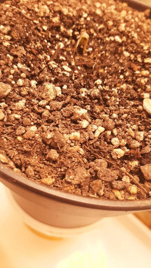 Papaya Stank - Sensible Seeds💚😋. Week 1 - Dienstag🌱🌱