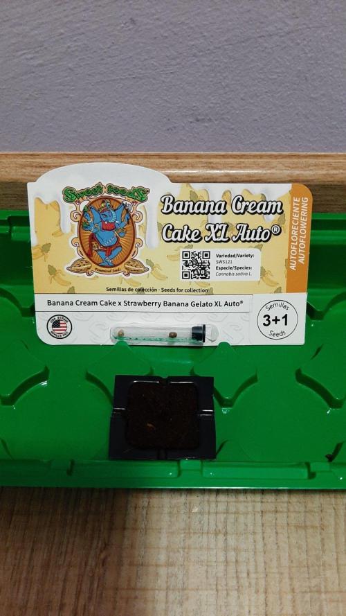 Banana Cream Cake XL Auto🍌?. Week 0