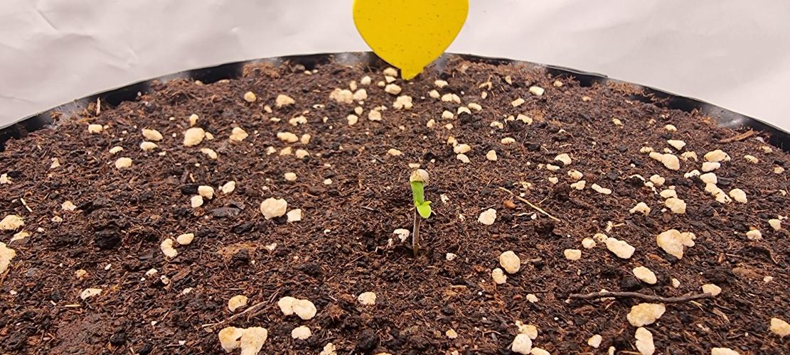 Banana Cream Cake XL Auto🍌?. Week 0