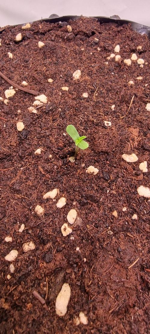 Voyager F1 Auto🍬🍭💚. Week 0