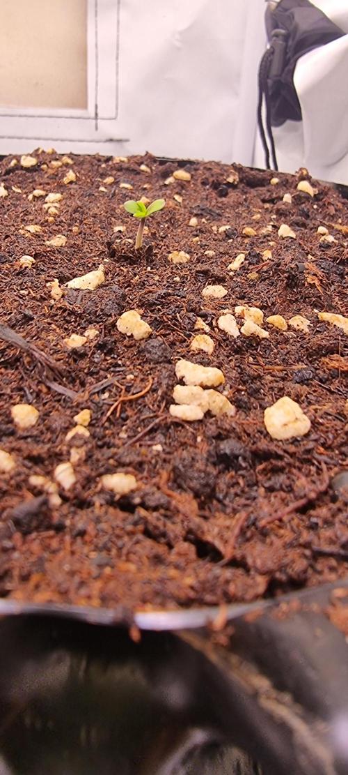 Voyager F1 Auto🍬🍭💚. Week 0