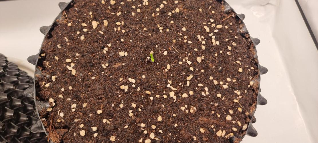 Banana Cream Cake XL Auto🍌?. Week 1 - Montag🍭🍬