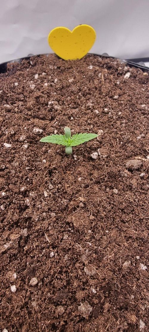Banana Cream Cake XL Auto🍌?. Week 1 - Donnerstag🍭🍬