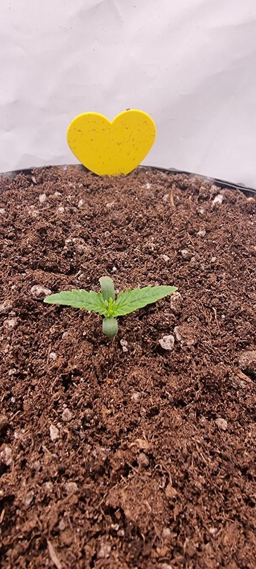Banana Cream Cake XL Auto🍌?. Week 1 - Freitag🍭🍬