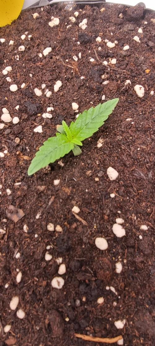 Banana Cream Cake XL Auto🍌?. Week 1 - Samstag🍭🍬