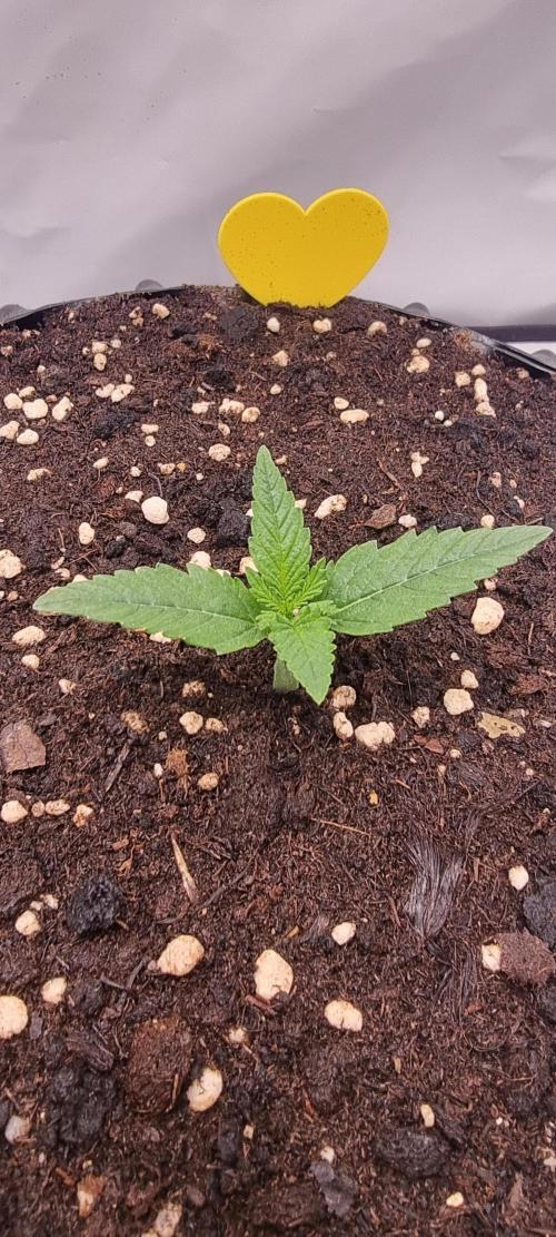 Banana Cream Cake XL Auto🍌?. Week 1 - Sonntag🍭🍬