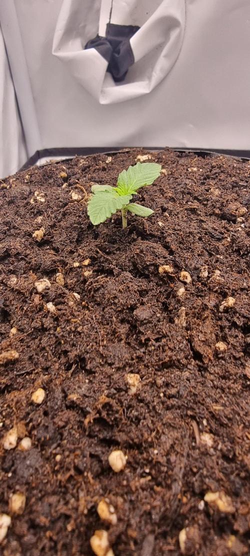 Voyager F1 Auto🍬🍭💚. Week 1 - Mittwoch😍