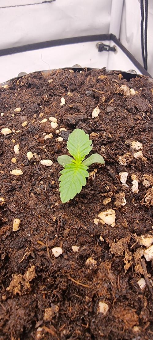 Voyager F1 Auto🍬🍭💚. Week 1 - Donnerstag😍