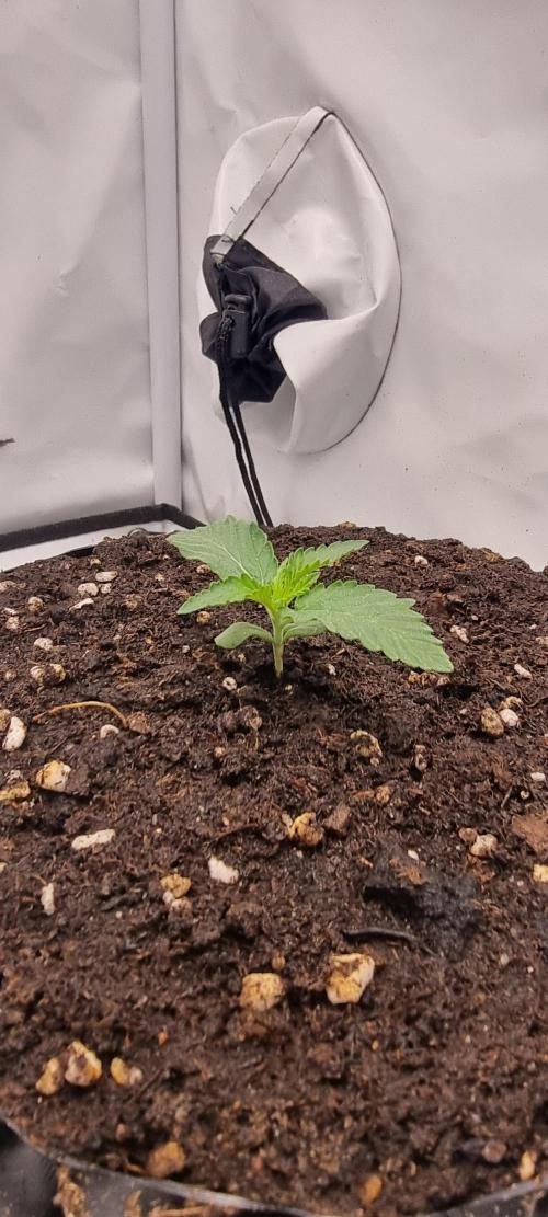 Voyager F1 Auto🍬🍭💚. Week 1 - Freitag😍