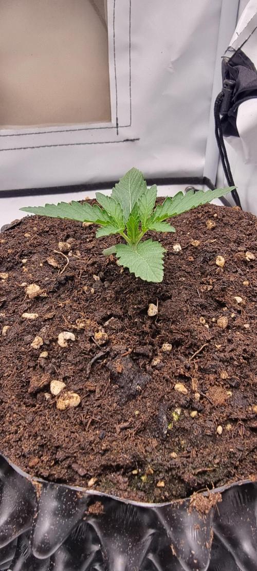 Voyager F1 Auto🍬🍭💚. Week 1 - Samstag & Sonntag😍
