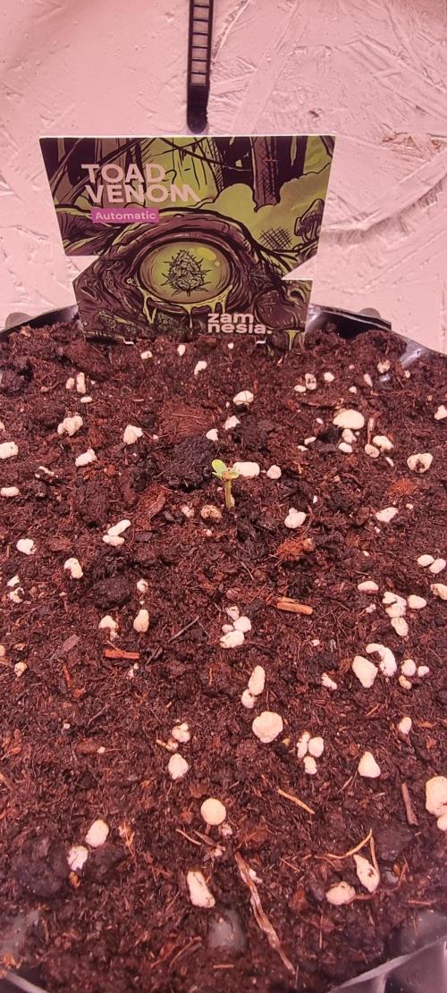 Zamnesia - Toad Venum 😍💯💚. Week 2 - Dienstag🐸💚