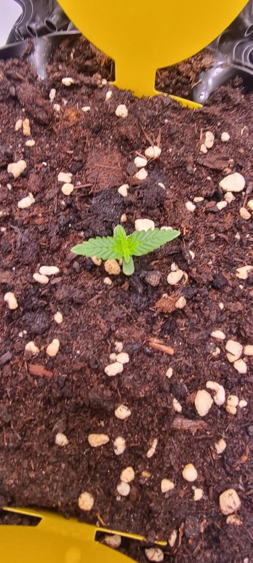 Zamnesia - Toad Venum 😍💯💚. Week 2 - Sonntag🐸💚
