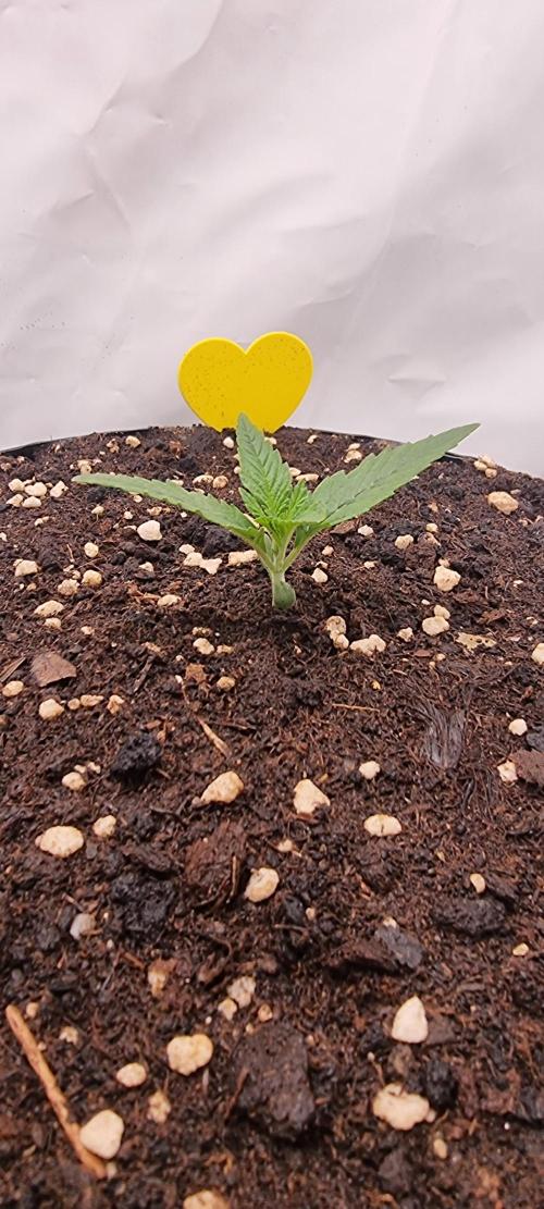Banana Cream Cake XL Auto🍌?. Week 2 - Dienstag🍌