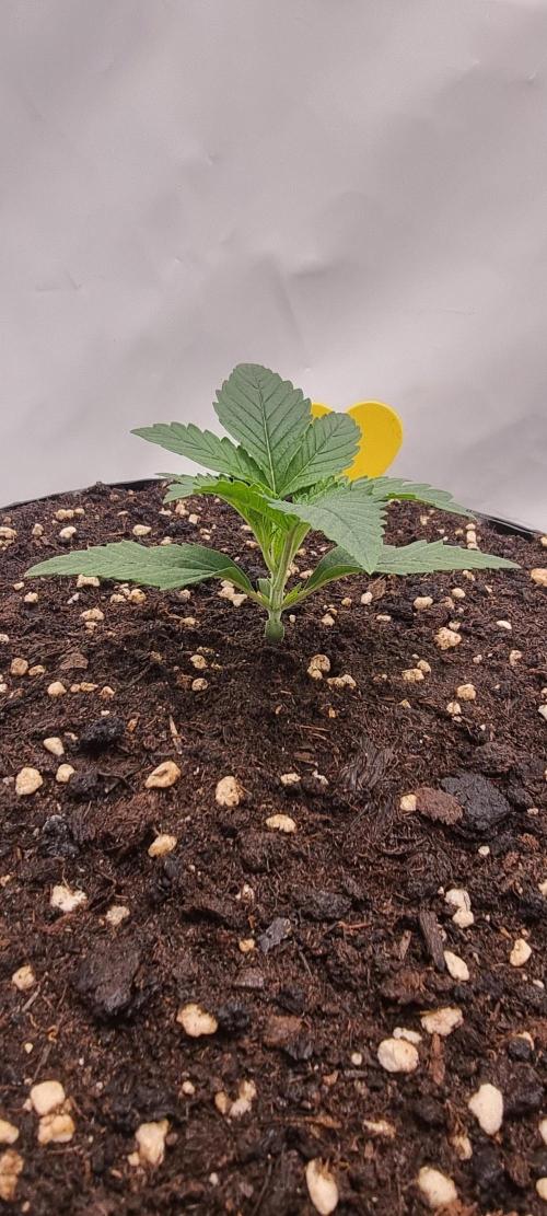 Banana Cream Cake XL Auto🍌?. Week 2 - Mittwoch🍌