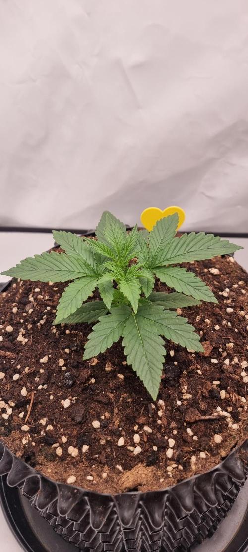 Banana Cream Cake XL Auto🍌?. Week 2 - Donnerstag🍌