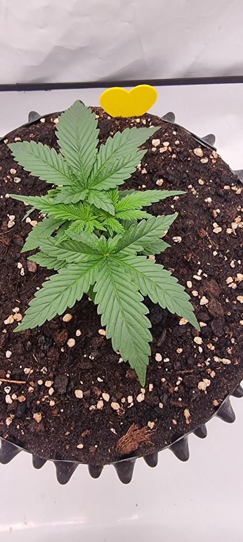 Banana Cream Cake XL Auto🍌?. Week 2 - Samstag🍌