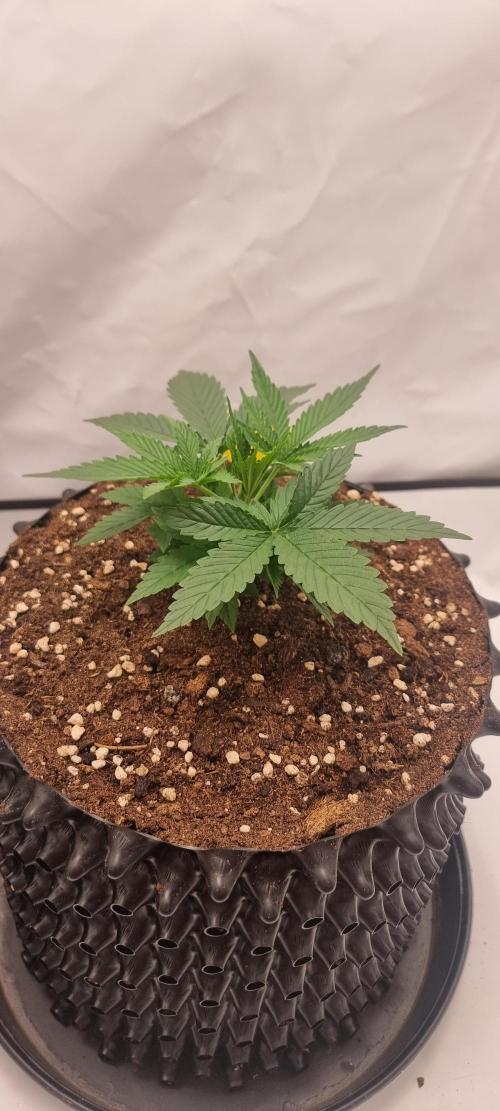 Banana Cream Cake XL Auto🍌?. Week 2 - Sonntag🍌