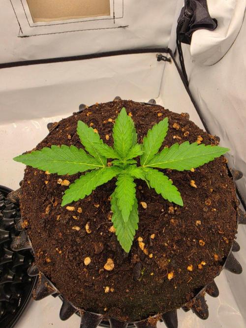 Voyager F1 Auto🍬🍭💚. Week 2 - Dienstag🍬🍭