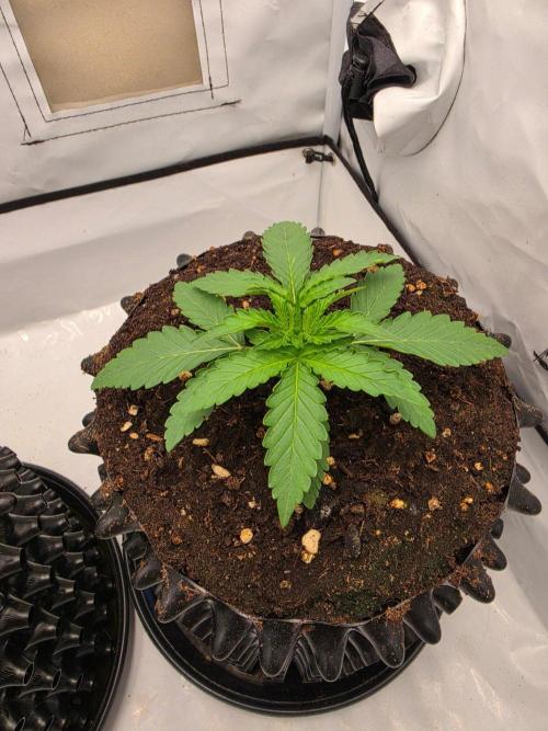 Voyager F1 Auto🍬🍭💚. Week 2 - Mittwoch🍬🍭