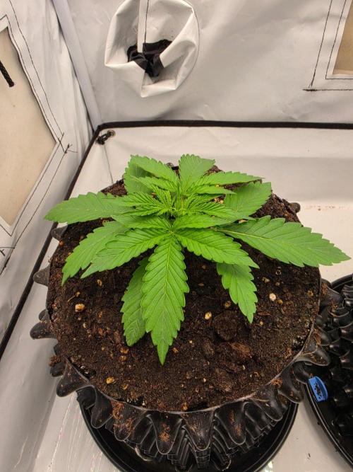 Voyager F1 Auto🍬🍭💚. Week 2 - Donnerstag🍬🍭