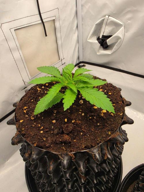 Voyager F1 Auto🍬🍭💚. Week 2 - Freitag🍬🍭