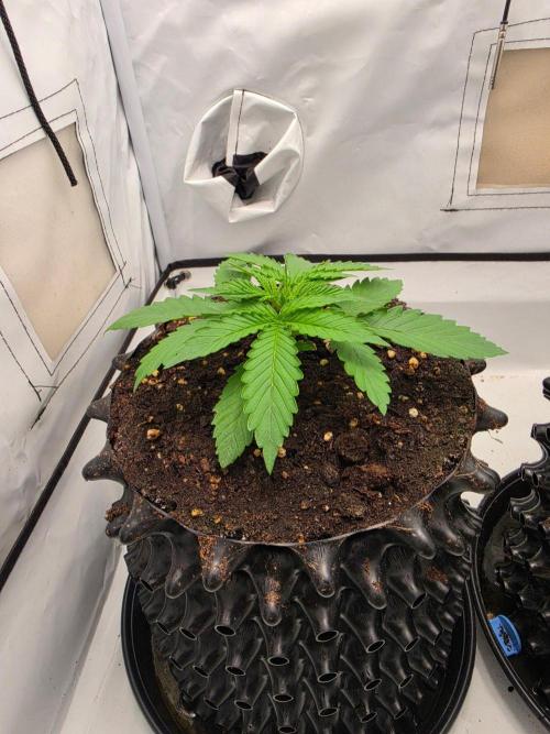 Voyager F1 Auto🍬🍭💚. Week 2 - Samstag🍬🍭