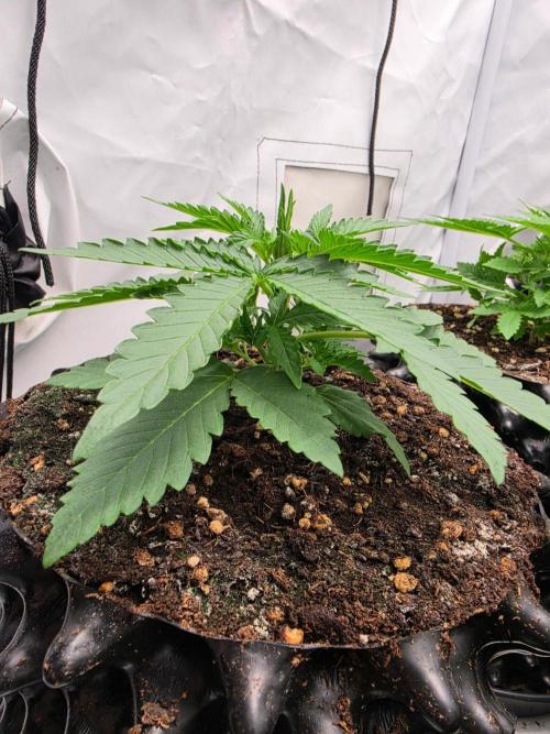 Voyager F1 Auto🍬🍭💚. Week 2 - Sonntag🍬🍭