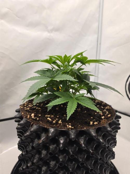 Banana Cream Cake XL Auto🍌?. Week 3 - Dienstag🍌💯