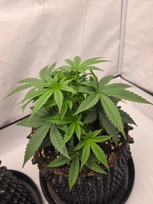 Banana Cream Cake XL Auto🍌?. Week 3 - Mittwoch🍌💯