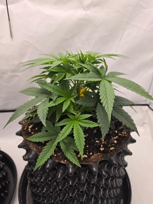 Banana Cream Cake XL Auto🍌?. Week 3 - Donnerstag🍌💯