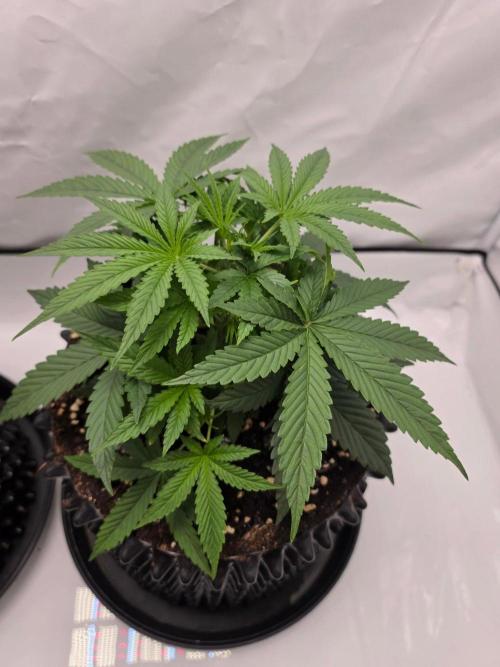 Banana Cream Cake XL Auto🍌?. Week 3 - Freitag🍌💯