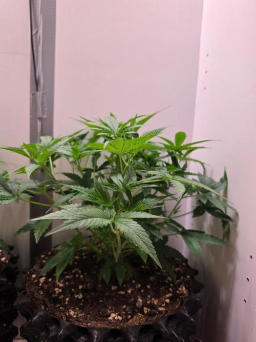 Banana Cream Cake XL Auto🍌?. Week 3 - Samstag🍌💯