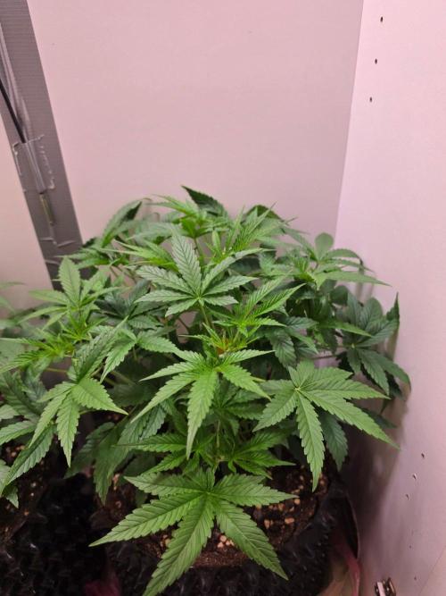 Banana Cream Cake XL Auto🍌?. Week 3 - Sonntag🍌💯