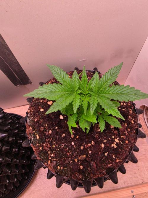Zamnesia - Toad Venum 😍💯💚. Week 3 - Dienstag🐸🌱