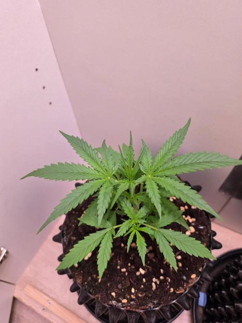 Zamnesia - Toad Venum 😍💯💚. Week 3 - Mittwoch🐸🌱
