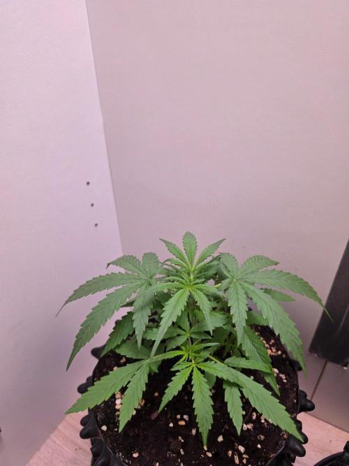 Zamnesia - Toad Venum 😍💯💚. Week 3 - Donnerstag🐸🌱
