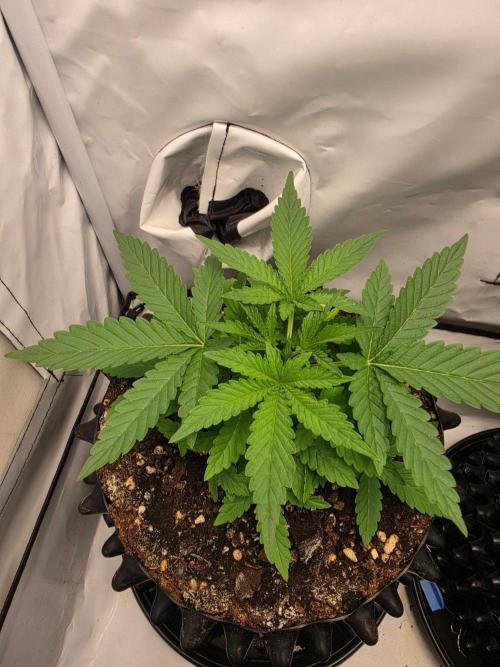 Zamnesia - Toad Venum 😍💯💚. Week 3 - Freitag🐸🌱