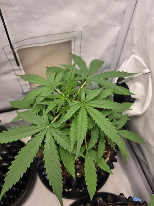 Zamnesia - Toad Venum 😍💯💚. Week 3 - Samstag🐸🌱