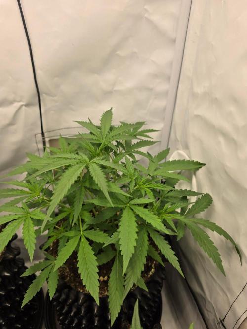 Zamnesia - Toad Venum 😍💯💚. Week 3 - Sonntag🐸🌱