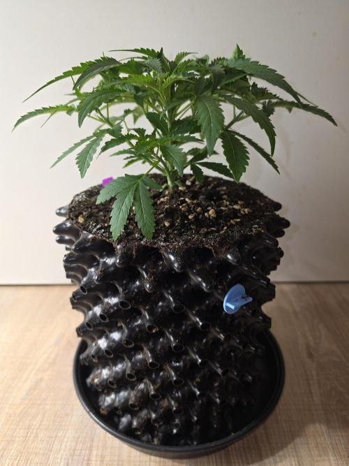 Voyager F1 Auto🍬🍭💚. Week 3 - Samstag🍬🍭