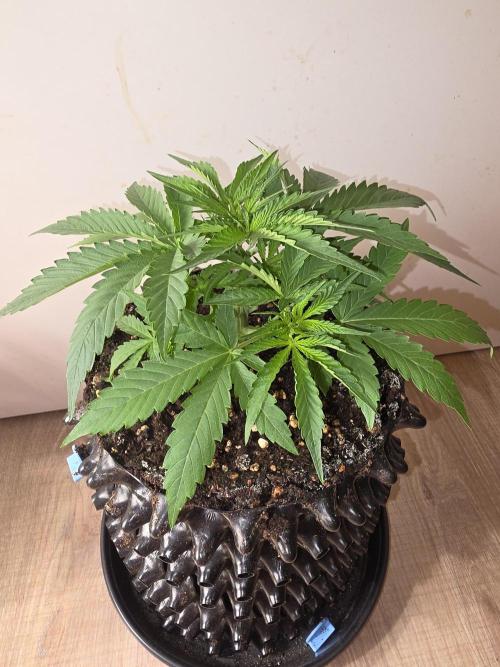 Voyager F1 Auto🍬🍭💚. Week 3 - Donnerstag🍬🍭