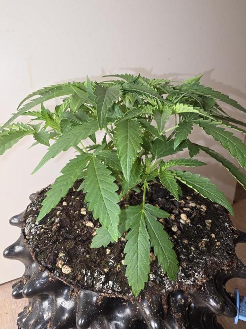 Voyager F1 Auto🍬🍭💚. Week 3 - Mittwoch🍬🍭
