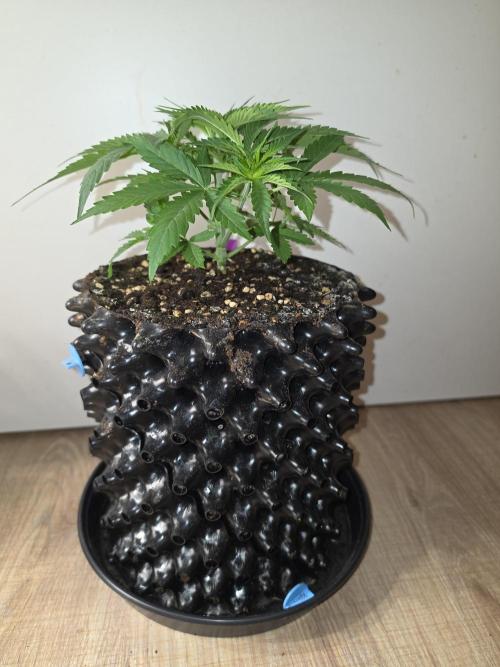 Voyager F1 Auto🍬🍭💚. Week 3 - Dienstag🍬🍭