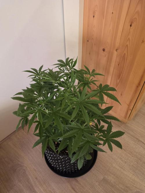 Banana Cream Cake XL Auto🍌?. Week 4 - Dienstag🍌😍