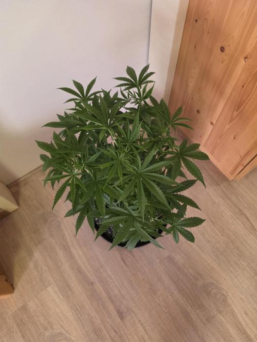 Banana Cream Cake XL Auto🍌?. Week 4 - Donnerstag🍌😍